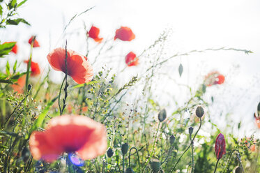 Mohnblumen in einem Wildblumenfeld in Schweden - FOLF10177