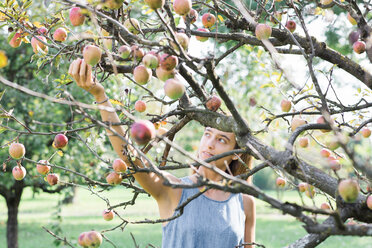 Frau pflückt Äpfel vom Baum - CUF46829