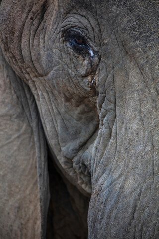 Nahaufnahme des Afrikanischen Elefanten (Loxodonta), lizenzfreies Stockfoto