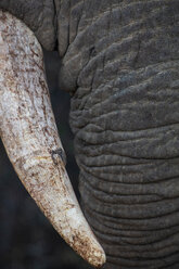 Close up of African elephant (Loxodonta) - CUF46840