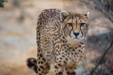 Gepard (Acinonyx jubatus) - CUF46842