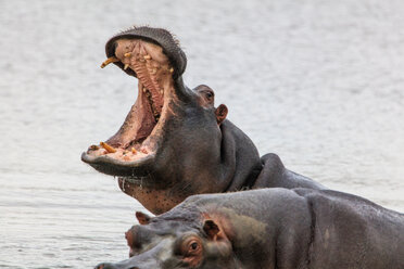 Flusspferd-Paar (Hippopotamus amphibius), Sutherland, Nordkap, Südafrika - CUF46844