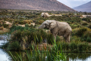 African elephants (Loxodonta) grazing, Touws River, Western Cape, South Africa - CUF46863