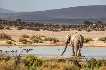 Afrikanischer Elefant (Loxodonta) beim Trinken im Fluss, Touws River, Westkap, Südafrika - CUF46865