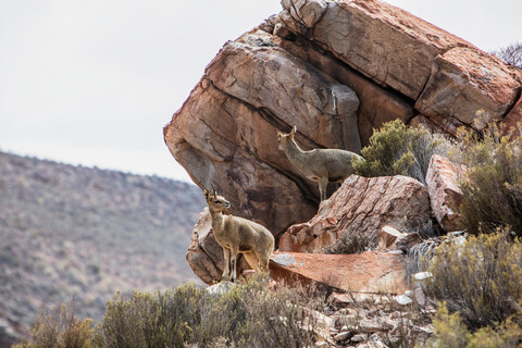 Ein Paar Klippspringer (Oreotragus) auf Felsen, Touws River, Westkap, Südafrika, lizenzfreies Stockfoto