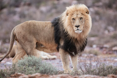 Löwe (Panthera leo), Touws River, Westkap, Südafrika - CUF46868