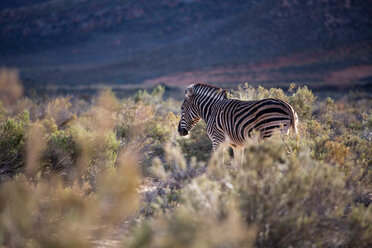 Zebra (Equus quagga), Touws River, Western Cape, South Africa - CUF46869