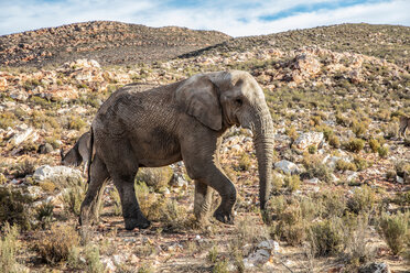 Afrikanischer Elefant (Loxodonta), Touws River, Westkap, Südafrika - CUF46873