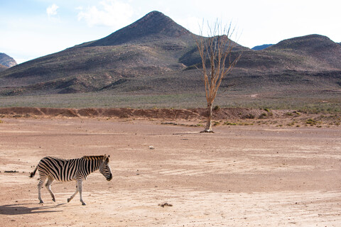 Zebra (Equus quagga), Touws River, Westkap, Südafrika, lizenzfreies Stockfoto