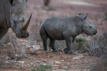 Breitmaulnashorn und Kalb (Ceratotherium simum), Touws River, Westkap, Südafrika - CUF46875