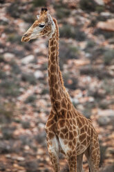 Giraffe (Giraffa camelopardalis), Touws River, Westkap, Südafrika - CUF46877