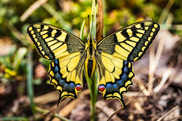 Kräftig gefärbter Schmetterling, der sich an einem Blatt festhält - CUF46898