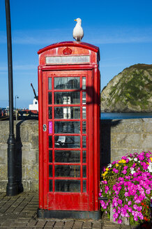 Vereinigtes Königreich, England, Devon, Ilfracombe, Möwe auf einer britischen Telefonzelle sitzend - RUNF00924
