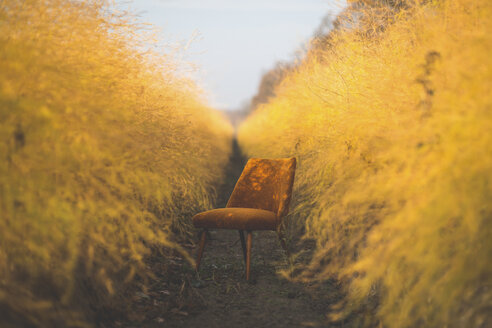 Orange chair in asparagus field in autumn - ASCF00908