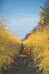 Oranger Stuhl im Spargelfeld im Herbst - ASCF00909