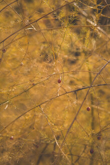 Nahaufnahme eines Spargelfelds im Herbst - ASCF00912