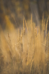 Nahaufnahme von Gräsern im Herbst - ASCF00927