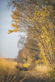 Wald neben einem Spargelfeld im Herbst - ASCF00931