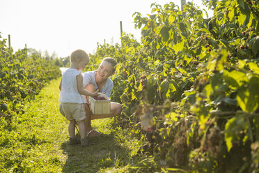 Mother and little daughter picking berries in summer - DIGF05593
