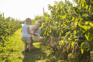 Mutter und kleine Tochter beim Beerenpflücken im Sommer - DIGF05593