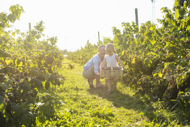 Mother and little daughter picking raspberries in summer - DIGF05600