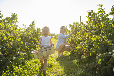 Mother and little daughter picking raspberries in summer - DIGF05601