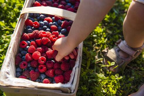 Girl taking freshly picked raspberry, partial view - DIGF05602