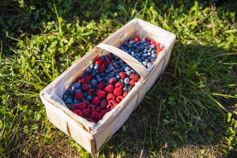 Splintkorb mit frisch gepflückten Beeren, lizenzfreies Stockfoto