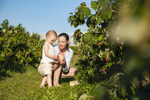 Mutter und kleine Tochter pflücken im Sommer gemeinsam Himbeeren, lizenzfreies Stockfoto