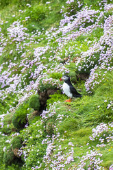 Vereinigtes Königreich, Schottland, Shetlandinseln, Papageientaucher auf blühenden Blumen stehend - RUNF00968