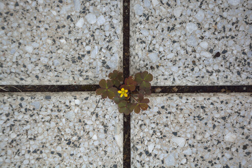 Blossoming clover amidst slabs - AXF00812