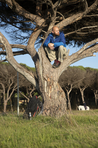 Wanderer mit Rucksack, im Baum sitzend, lizenzfreies Stockfoto