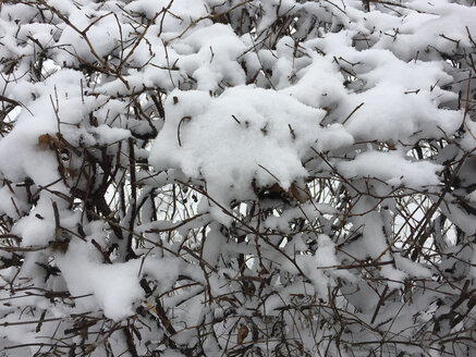 Schnee auf Baum - JTF01161
