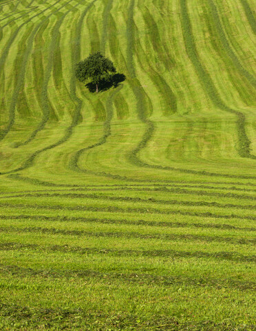 Baum auf grüner Wiese, lizenzfreies Stockfoto