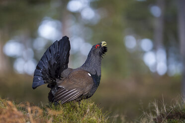 Schottland, Caledonian Forest, Paarung Westlicher Auerhahn - MJOF01638