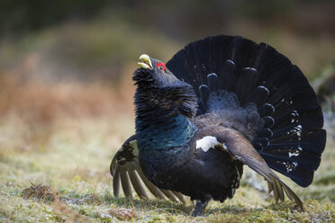 Schottland, balzender Auerhahn im Kiefernwald - MJOF01639