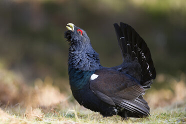 Schottland, balzender Auerhahn im Kiefernwald - MJOF01642