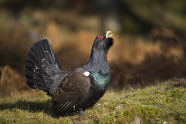 Schottland, balzender Auerhahn im Kiefernwald - MJOF01643