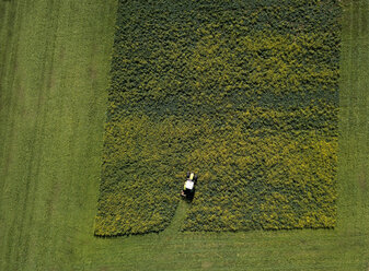 Overhead view of crops being harvested - CUF46973