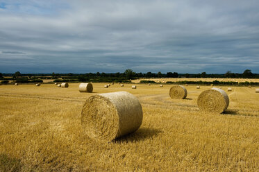 Bales of hay after harvest - CUF46976