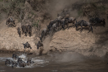 Gnus auf ihrer alljährlichen Wanderung über den Mara-Fluss, Südkenia - CUF47085