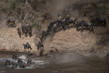 Wildebeest on yearly migration launching across Mara River, Southern Kenya - CUF47085