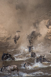Wildebeest on yearly migration launching across Mara River, Southern Kenya - CUF47086