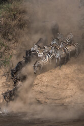 Wildebeest and zebra on yearly migration launching across Mara River, Southern Kenya - CUF47087