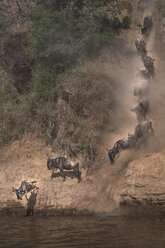 Wildebeest on yearly migration launching across Mara River, Southern Kenya - CUF47088