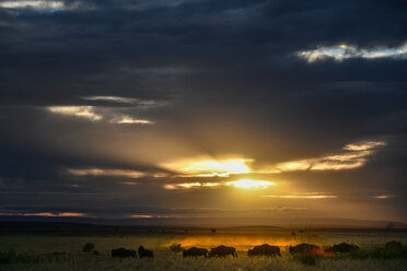 Morgendämmerung in den Ebenen der Masai Mara, Kenia - CUF47090