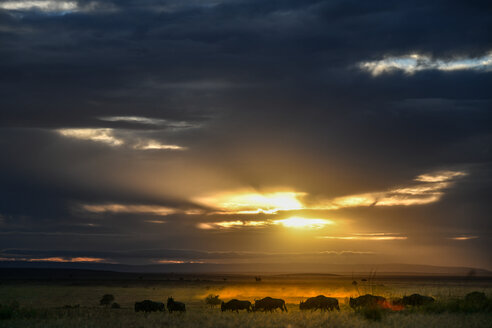 Morgendämmerung in den Ebenen der Masai Mara, Kenia - CUF47090