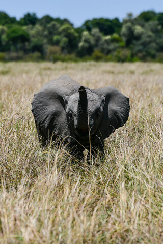 Elefant trompetet, Masai Mara, Kenia, lizenzfreies Stockfoto