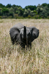 Elefant trompetet, Masai Mara, Kenia - CUF47091