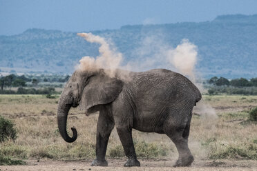 Elefant, der sich als Sonnenschutz Schmutz auf den Rücken wirft, Masai Mara, Kenia - CUF47094